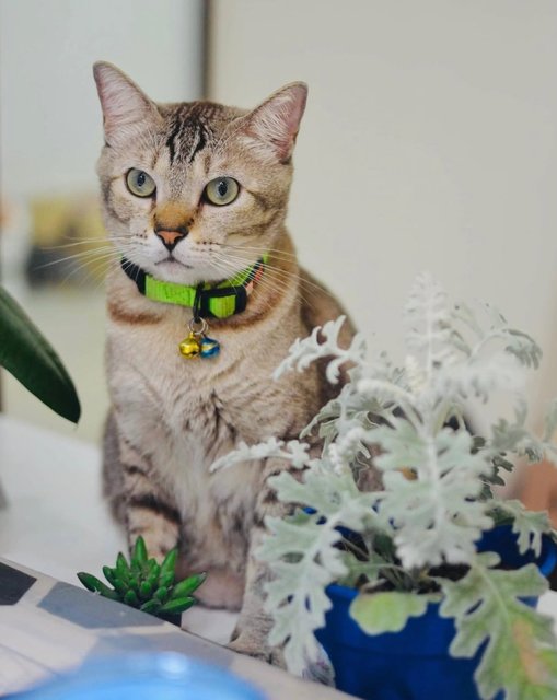 Gicci And Muffin - Domestic Short Hair + Domestic Medium Hair Cat