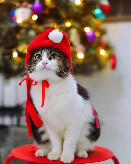 Gicci And Muffin - Domestic Short Hair + Domestic Medium Hair Cat