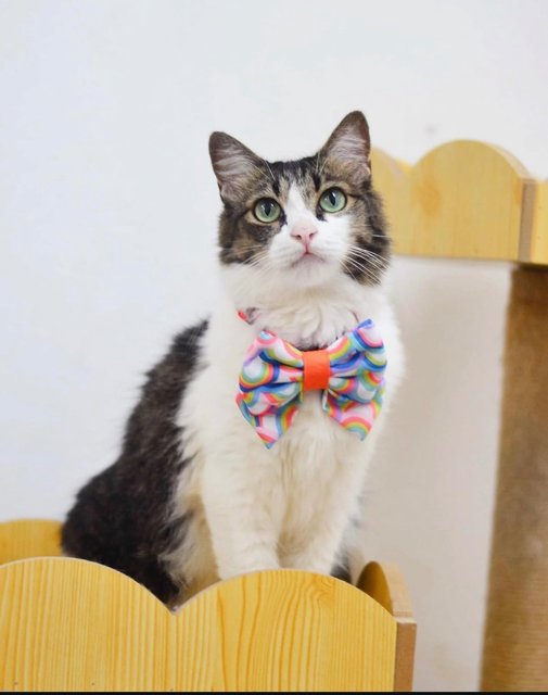 Gicci And Muffin - Domestic Short Hair + Domestic Medium Hair Cat