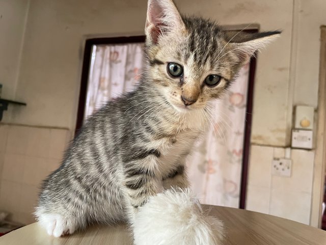 Jj - Domestic Short Hair Cat