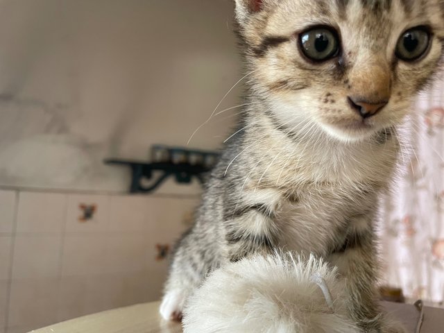 Jj - Domestic Short Hair Cat