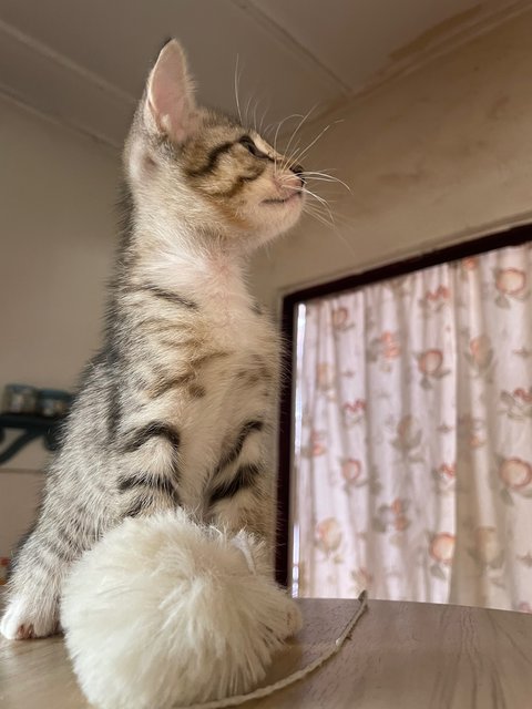 Jj - Domestic Short Hair Cat