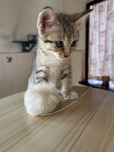 Jj - Domestic Short Hair Cat