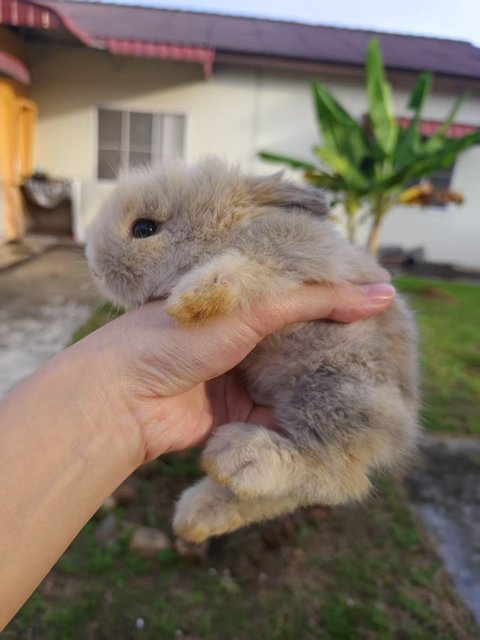 Bunny - Dwarf Rabbit