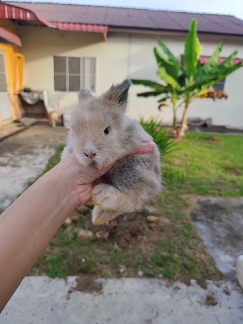Bunny - Dwarf Rabbit