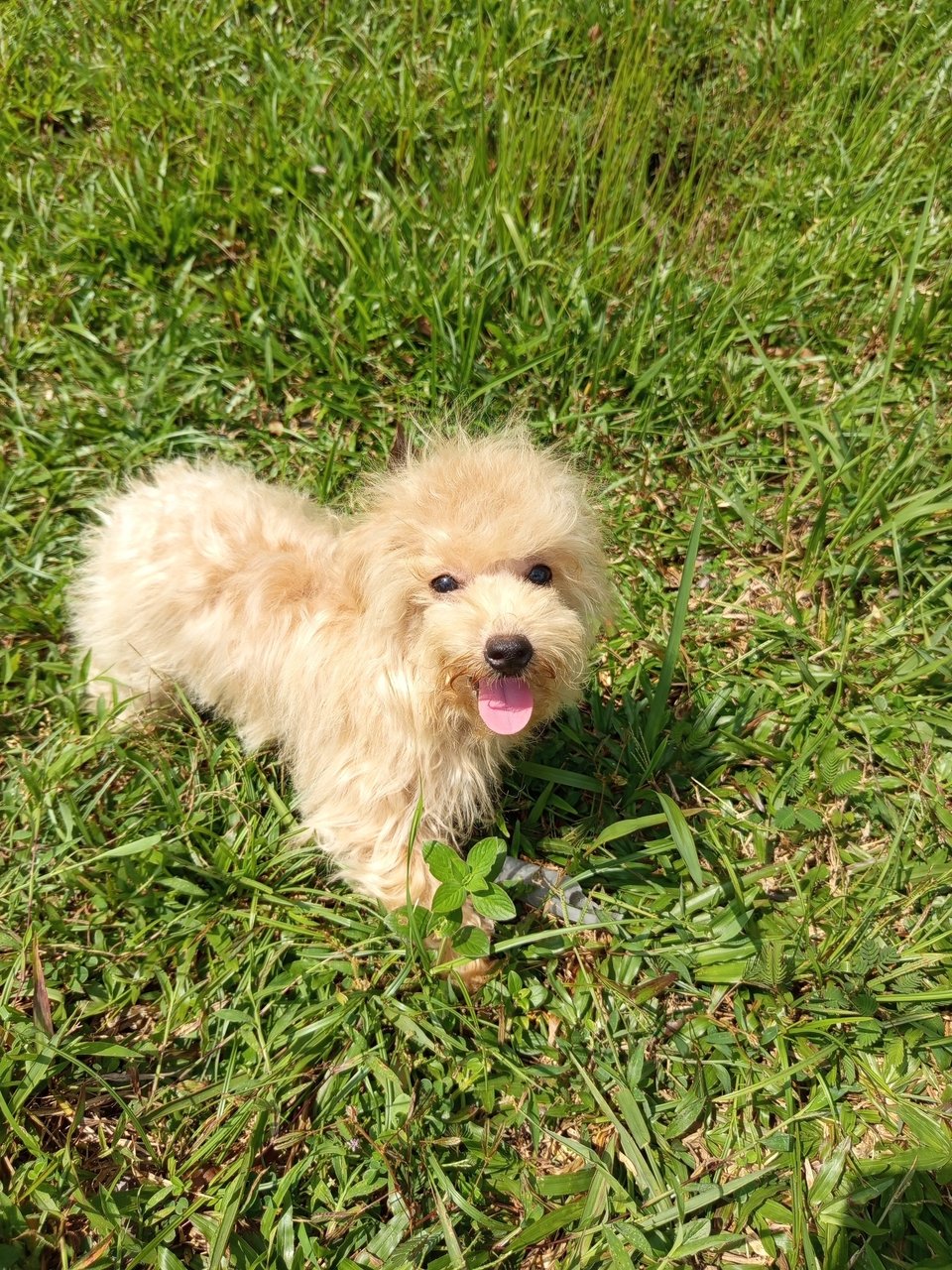 Tisree  - Poodle Dog