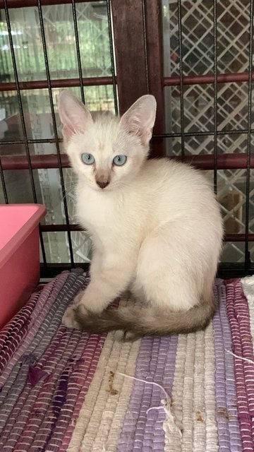 Muffin  - Domestic Short Hair Cat