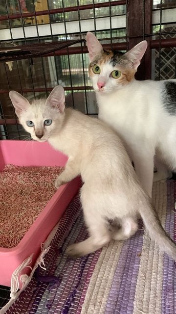 Muffin  - Domestic Short Hair Cat