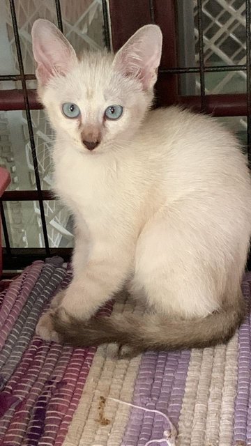 Muffin  - Domestic Short Hair Cat