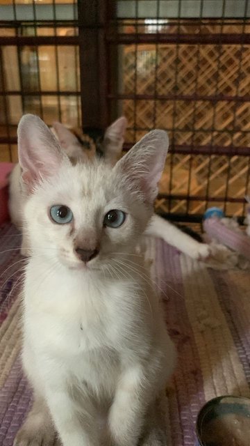 Muffin  - Domestic Short Hair Cat