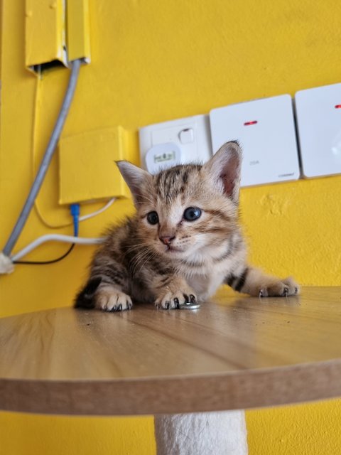 Teng Teng - Bengal Cat