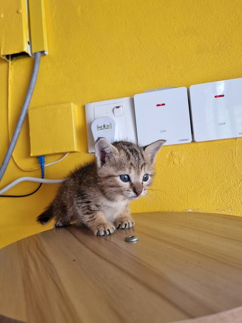 Teng Teng - Bengal Cat