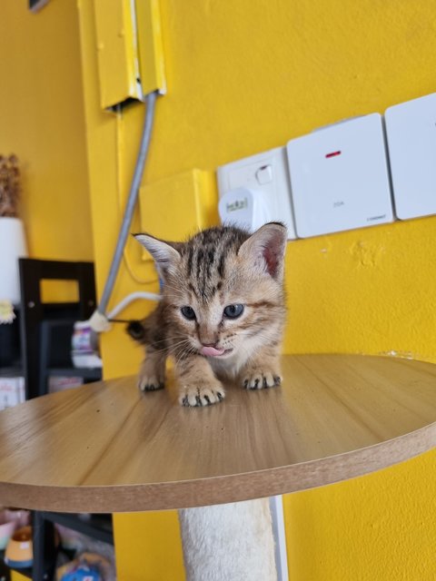 Teng Teng - Bengal Cat