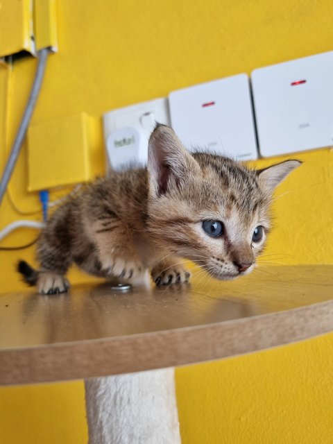 Teng Teng - Bengal Cat
