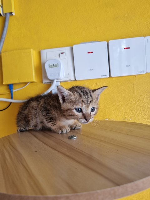 Teng Teng - Bengal Cat