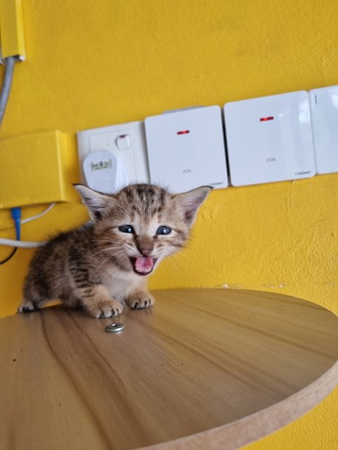 Teng Teng - Bengal Cat