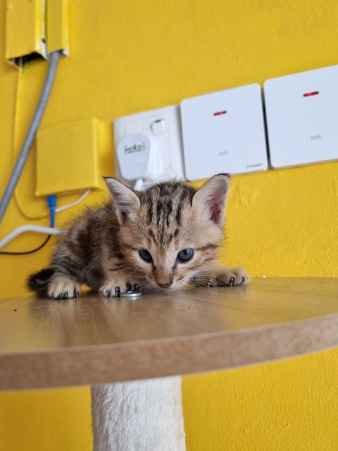 Teng Teng - Bengal Cat