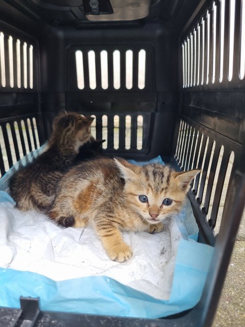 Teng Teng - Bengal Cat