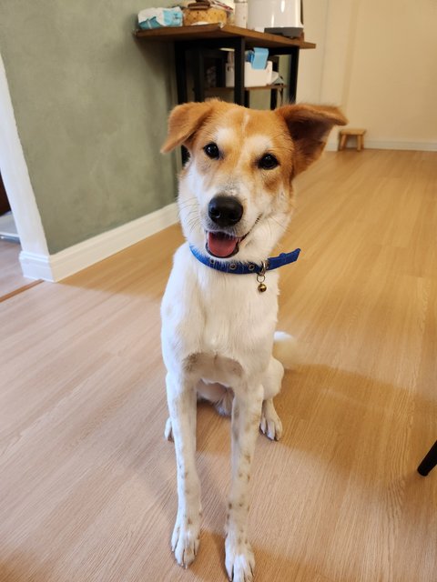 My name is Lollie (short for Lollipop) and I love cuddles and pats.