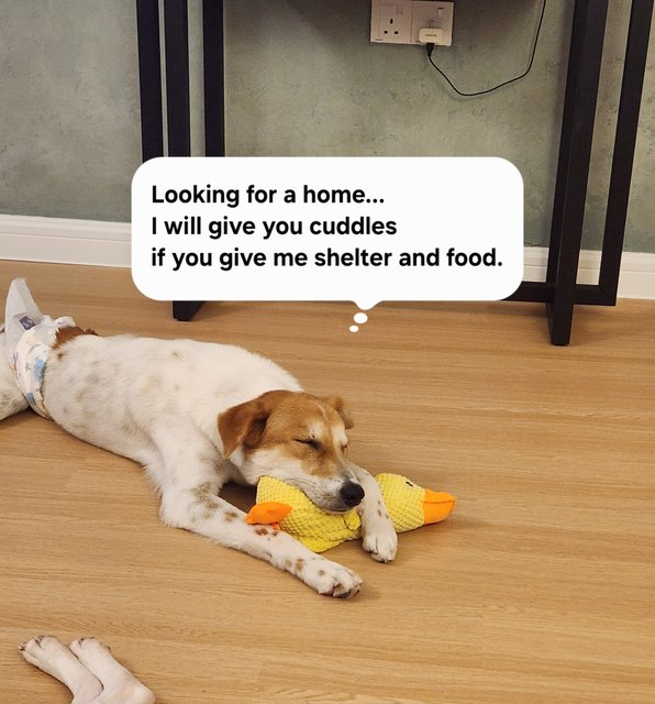 Lollipop - Mixed Breed Dog