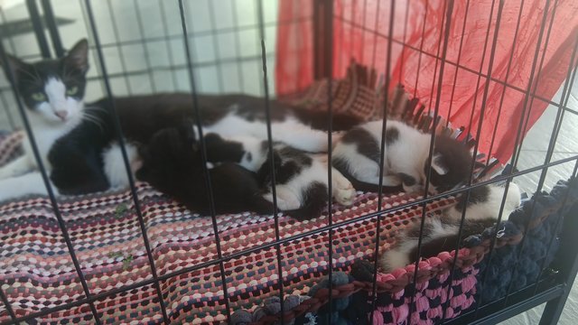 Melanie And 4 Kitten  - Domestic Medium Hair Cat