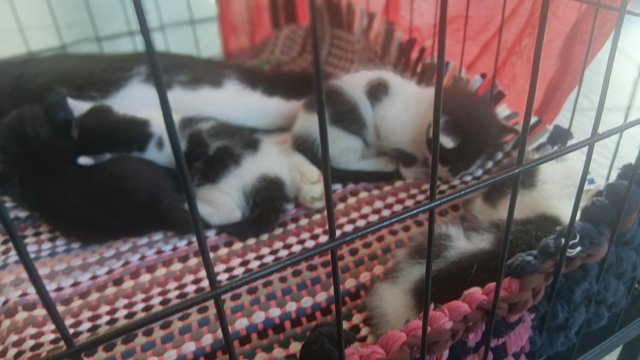 Melanie And 4 Kitten  - Domestic Medium Hair Cat