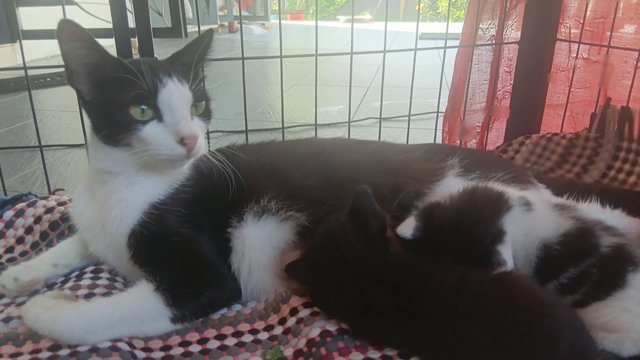 Melanie And 4 Kitten  - Domestic Medium Hair Cat