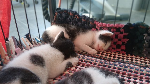 Melanie And 4 Kitten  - Domestic Medium Hair Cat