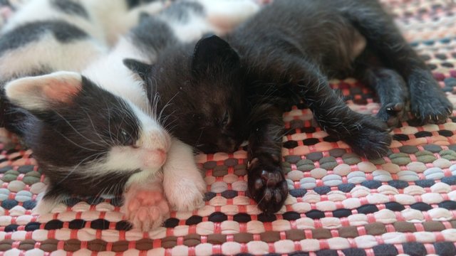 Melanie And 4 Kitten  - Domestic Medium Hair Cat