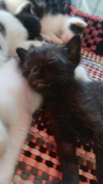Melanie And 4 Kitten  - Domestic Medium Hair Cat