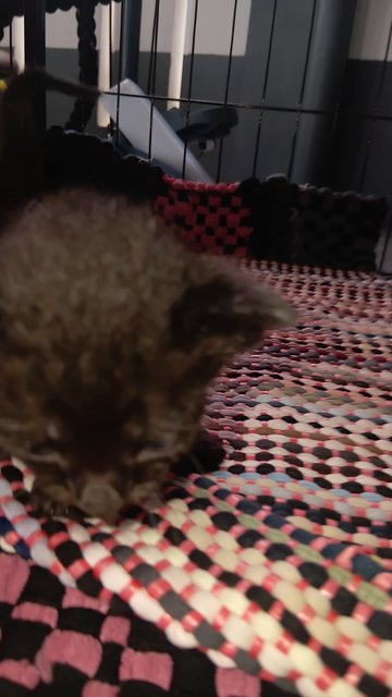 Melanie And 4 Kitten  - Domestic Medium Hair Cat