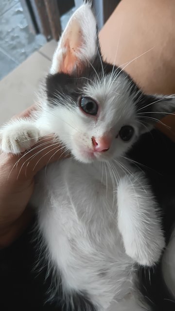 Melanie And 4 Kitten  - Domestic Medium Hair Cat