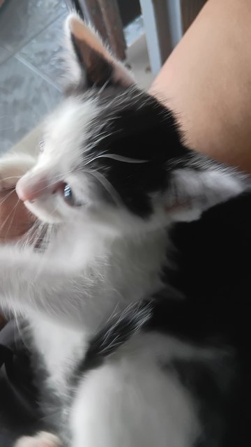 Melanie And 4 Kitten  - Domestic Medium Hair Cat