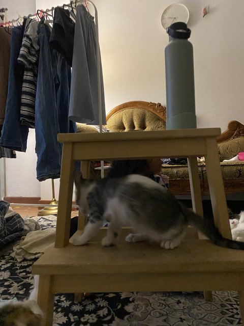 Friendo - Domestic Short Hair Cat