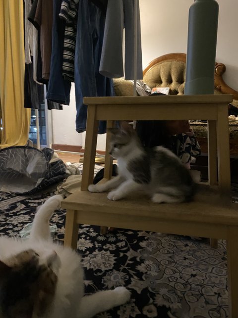 Friendo - Domestic Short Hair Cat