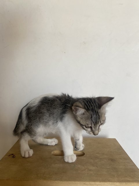 Friendo - Domestic Short Hair Cat