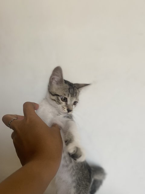 Friendo - Domestic Short Hair Cat