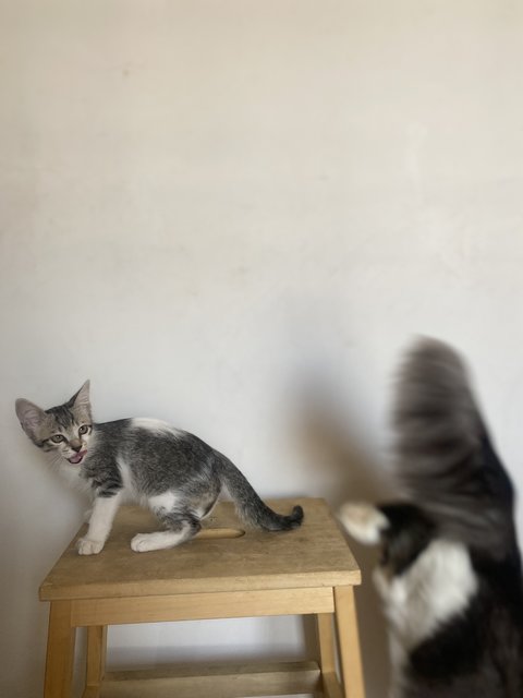Friendo - Domestic Short Hair Cat