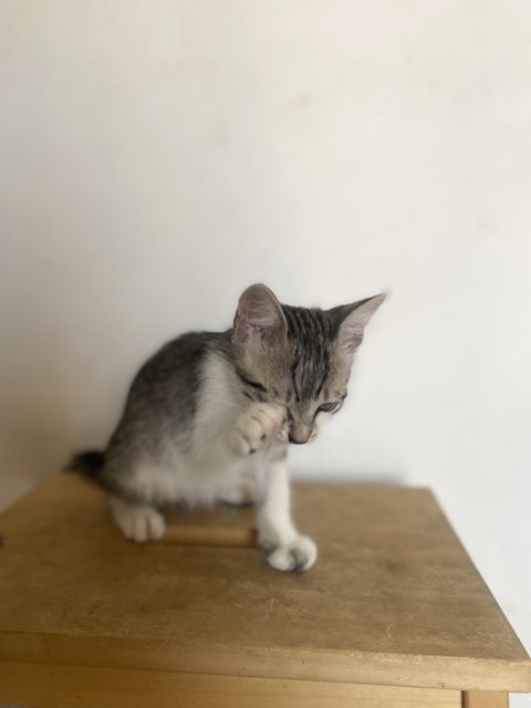 Friendo - Domestic Short Hair Cat