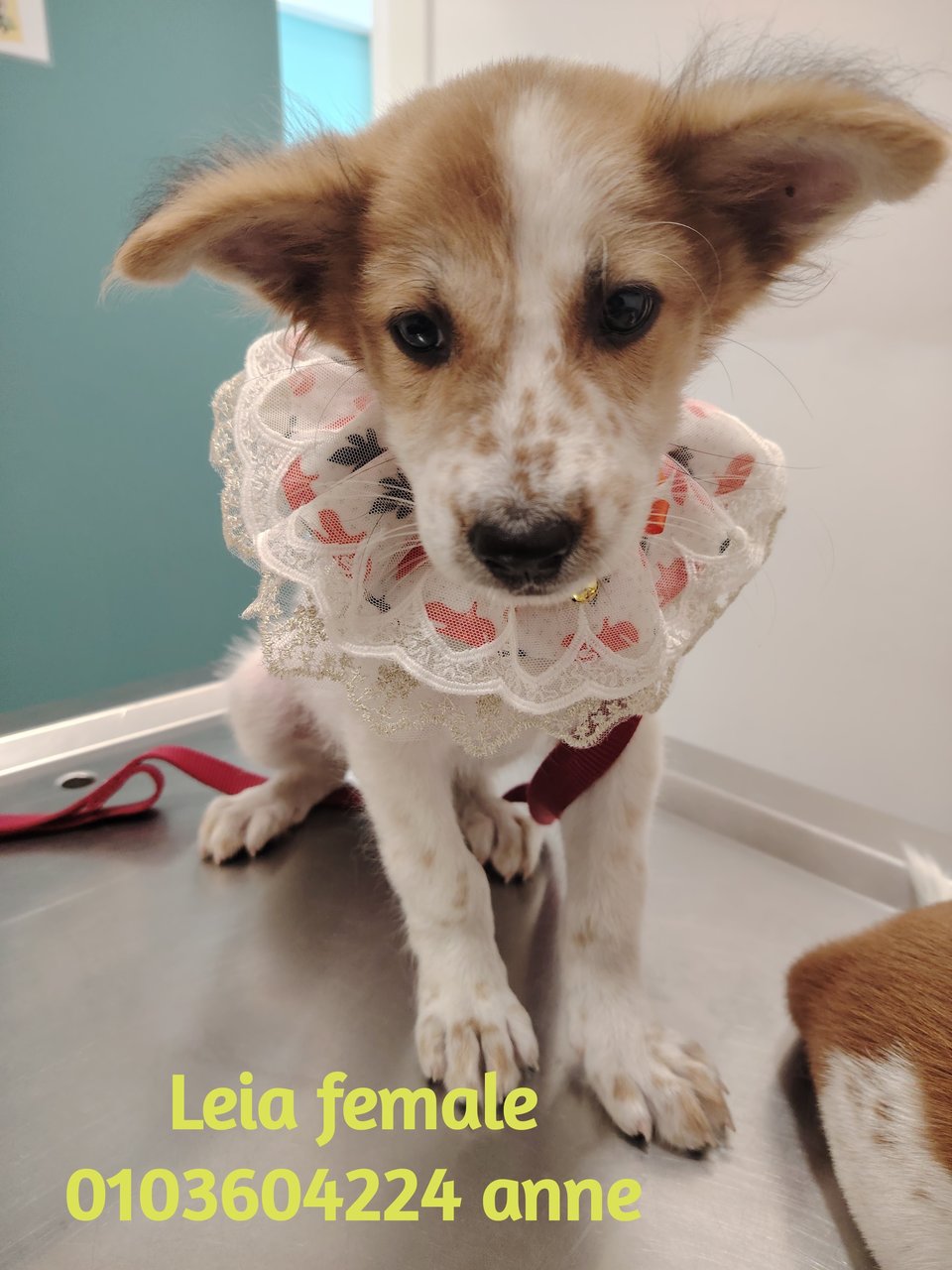Leo, Leia, Liana - Mixed Breed Dog