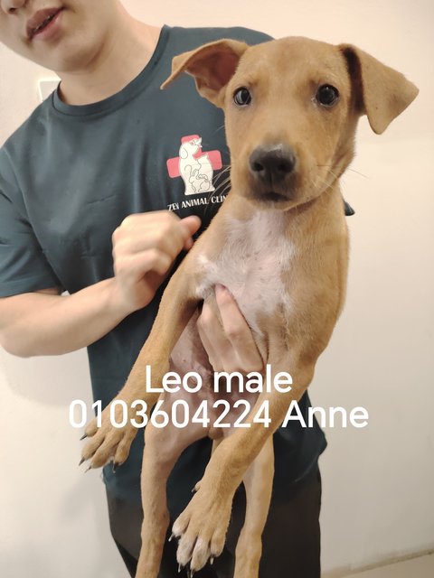 Leo, Leia, Liana - Mixed Breed Dog