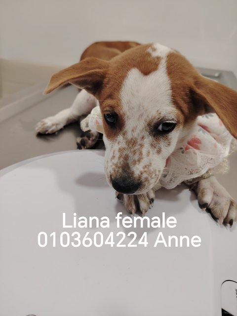 Leo, Leia, Liana - Mixed Breed Dog