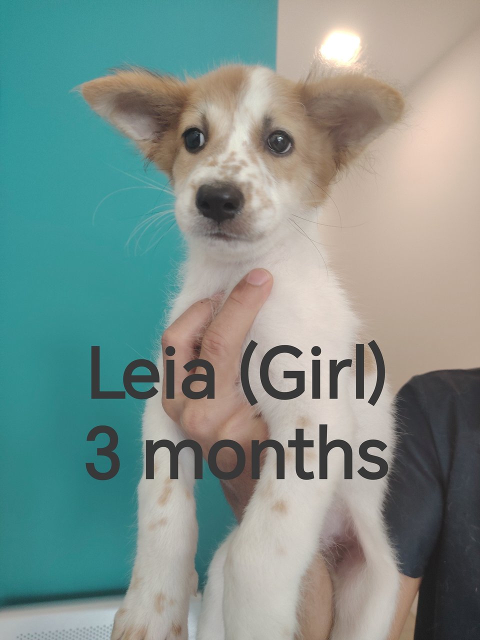 🩵leo, Leia, Liana🩵 - Mixed Breed Dog