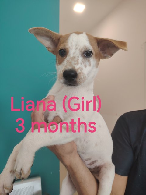 🩵leo, Leia, Liana🩵 - Mixed Breed Dog