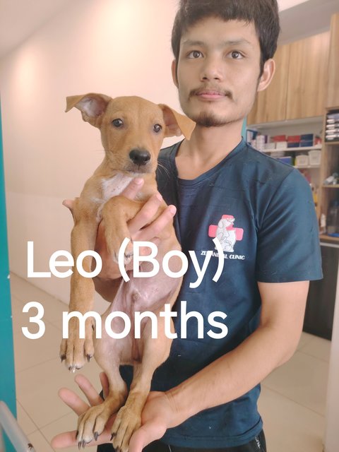 🩵leo, Leia, Liana🩵 - Mixed Breed Dog