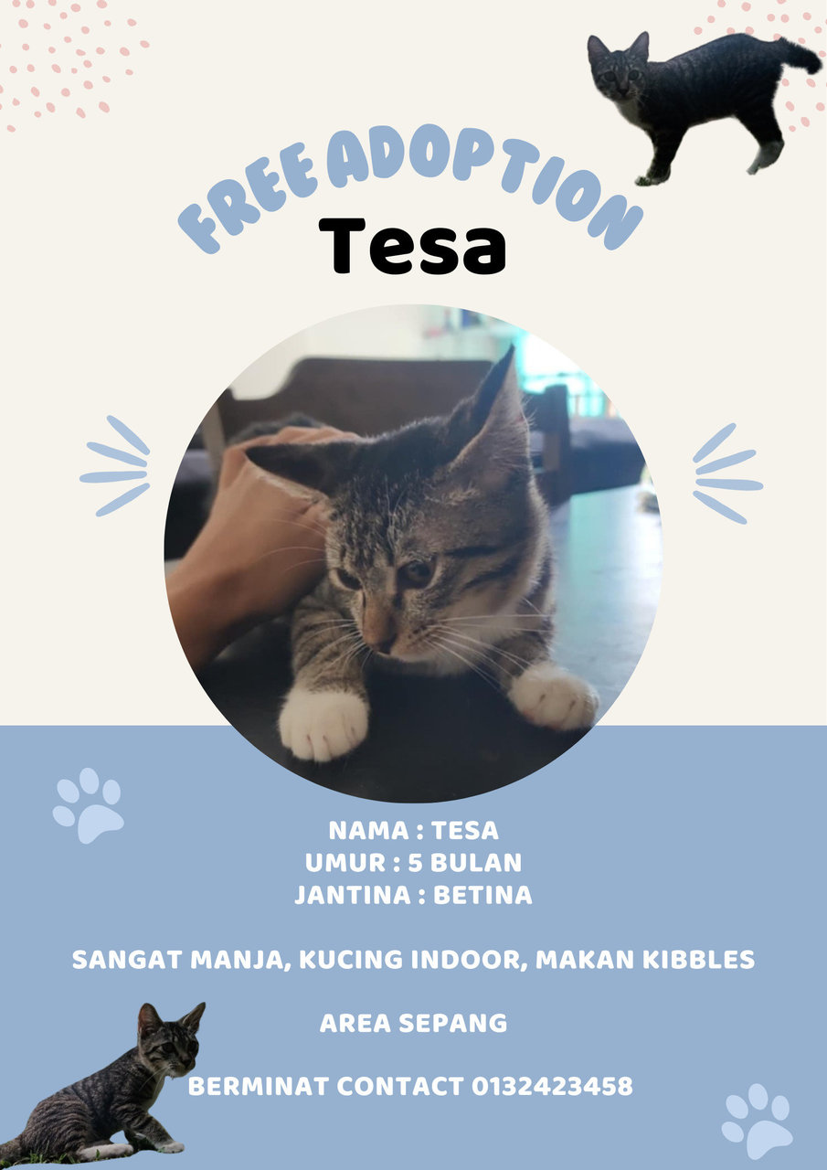 Tesa - Domestic Short Hair Cat