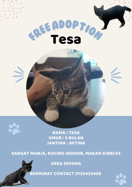 Tesa - Domestic Short Hair Cat