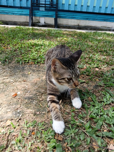 Tesa - Domestic Short Hair Cat