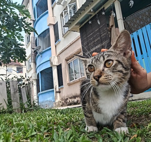 Tesa - Domestic Short Hair Cat