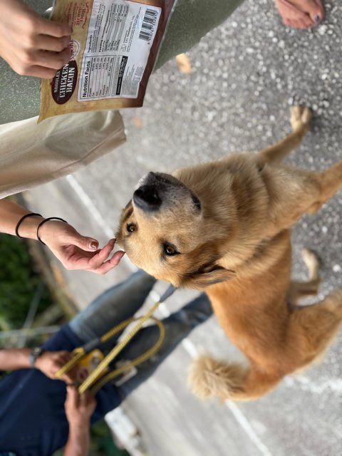 Peter - Golden Retriever Mix Dog